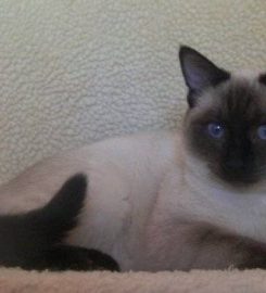 Jarmila Siamese