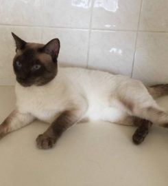 Jarmila Siamese