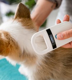 Mobile Pet Pregnancy Scanning and Microchipping