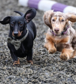 Woburn Forest Kennels