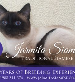 Jarmila Siamese