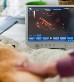 Mobile Pet Pregnancy Scanning and Microchipping