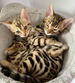 Purdypaws Bengals