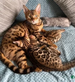 Purdypaws Bengals