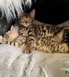 Purdypaws Bengals