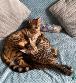 Purdypaws Bengals