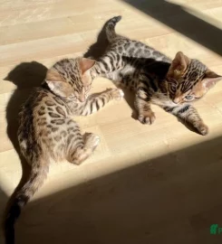 Purdypaws Bengals