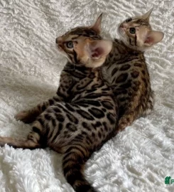 Purdypaws Bengals