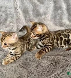 Purdypaws Bengals