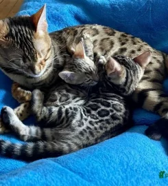 Purdypaws Bengals