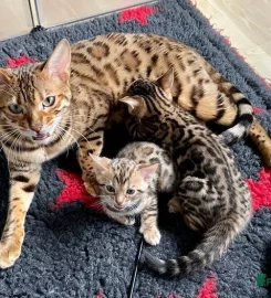 Purdypaws Bengals