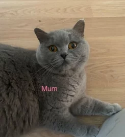 💗 Amazing GCCF British Shorthair Kittens 💙