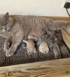 💗 Amazing GCCF British Shorthair Kittens 💙