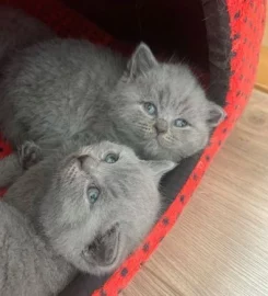 💗 Amazing GCCF British Shorthair Kittens 💙