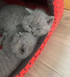 💗 Amazing GCCF British Shorthair Kittens 💙