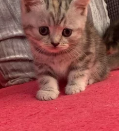 British shorthair kittens