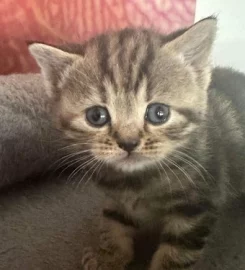 British shorthair kittens