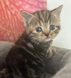 British shorthair kittens