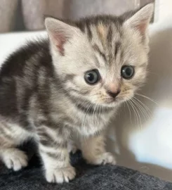 British shorthair kittens