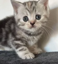 British shorthair kittens