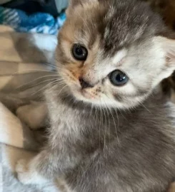 British shorthair kittens