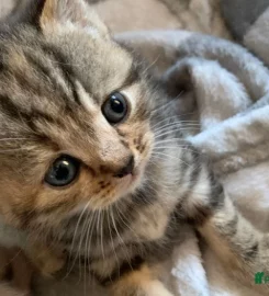 British shorthair kittens