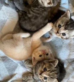 British shorthair kittens