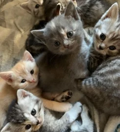 British shorthair kittens