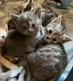 British shorthair kittens