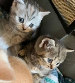 British shorthair kittens