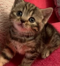 British shorthair kittens