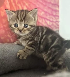 British shorthair kittens