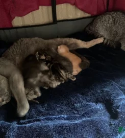 British shorthair kittens