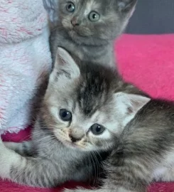 British shorthair kittens