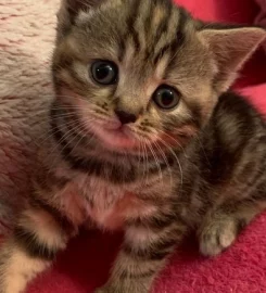 British shorthair kittens