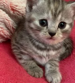 British shorthair kittens