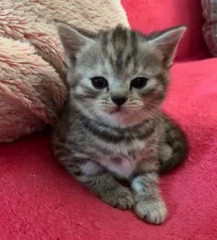 British shorthair kittens