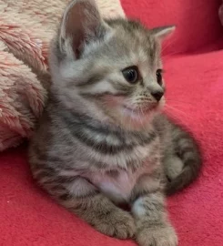 British shorthair kittens