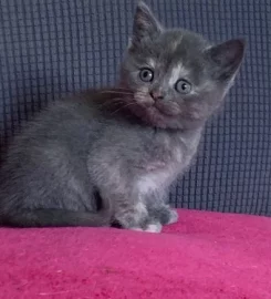 British shorthair kittens