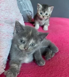 British shorthair kittens