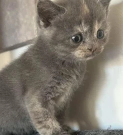 British shorthair kittens