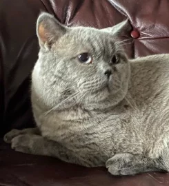 **** Price per couple.British shorthair ***