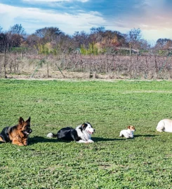 Country House Kennels and Cattery