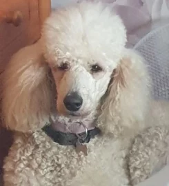 Does anyone want there dogs walked?