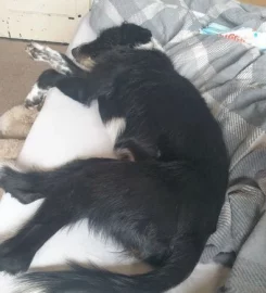 Does anyone want there dogs walked?