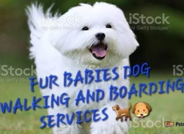 Dog walking/boarding
