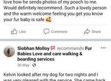 Dog walking/boarding