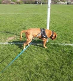Dog walking/boarding