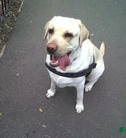 Dog walking/boarding