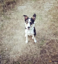 Dog walking in Folkestone, Hythe and Capel.